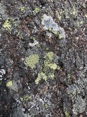 Rhizocarpon geographicum