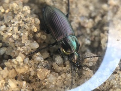 Poecilus versicolor