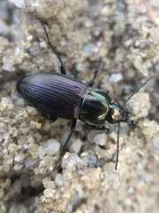 Poecilus versicolor