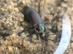 Poecilus versicolor