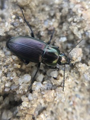 Poecilus versicolor