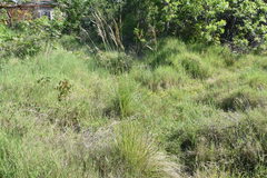 Helictotrichon convolutum