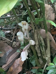Acanthophippium striatum