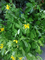 Chelidonium majus