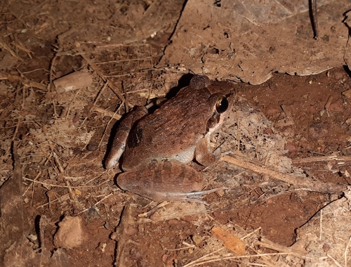 Ranipuram Leaping Frog, Indirana tysoni