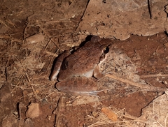 Tyson's Leaping Frog photo 2