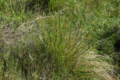 Helictotrichon convolutum