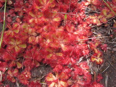 Drosera cuneifolia