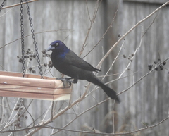 Quiscalus quiscula versicolor