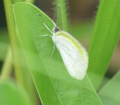 Eurema elathea