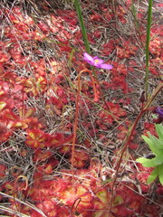 Drosera cuneifolia