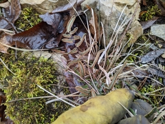 Pellaea atropurpurea