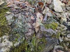 Pellaea atropurpurea