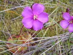 Drosera cuneifolia