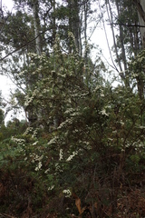 Ozothamnus thyrsoideus