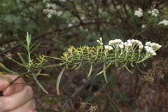 Ozothamnus thyrsoideus