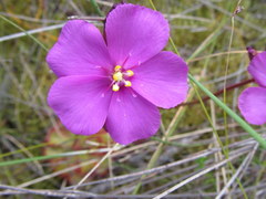 Drosera cuneifolia