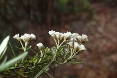 Ozothamnus thyrsoideus