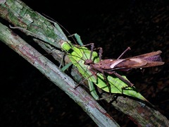 Heteropteryx dilatata