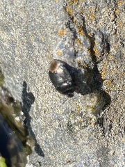 Sehirus luctuosus