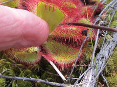 Drosera cuneifolia