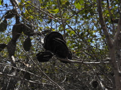 Microlobius foetidus