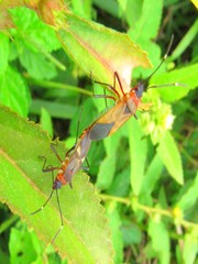 Dysdercus ruficollis