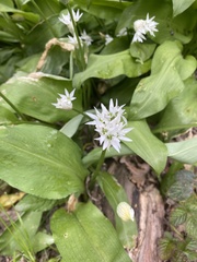 Allium ursinum