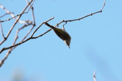 Conopophila albogularis