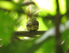 Machaeropterus striolatus