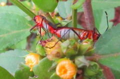 Dysdercus ruficollis