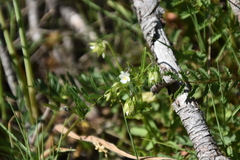 Viola kitaibeliana