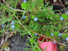 Veronica persica
