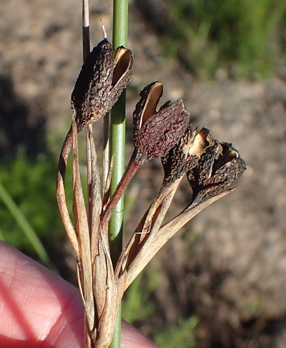 Image of Bobartia aphylla by (c) Nicola van Berkel, some rights reserved (CC BY-SA)
