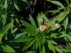 Darwiniothamnus lancifolius