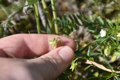 Viola kitaibeliana