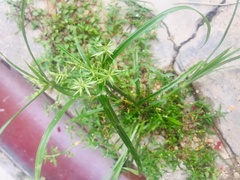 Cyperus esculentus