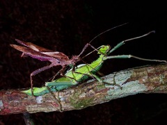 Heteropteryx dilatata