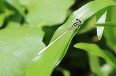 Agriocnemis lacteola