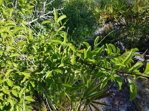 Ximeniaceae image
