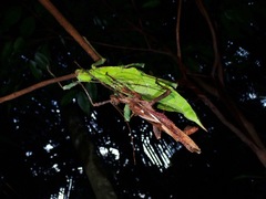 Heteropteryx dilatata