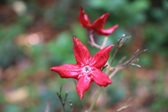 Clerodendrum infortunatum