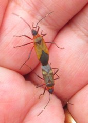 Dysdercus ruficollis