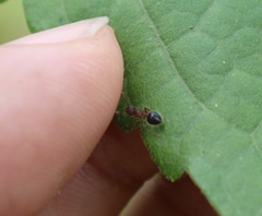 Meranoplus bicolor