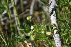 Viola kitaibeliana