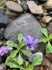Ajuga pygmaea