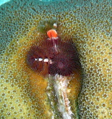 Spirobranchus giganteus image