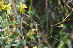 Acrometopa macropoda