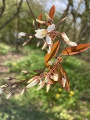 Amelanchier × lamarckii