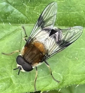 Blotch-winged Hoverfly